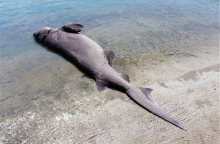 Καρχαρίας στη Ρόδο