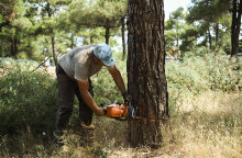 Εργασίες υλοτόμησης και καθαρισμού στο «νεκρό» κομμάτι του Σέιχ Σου από το φλοιοφάγο έντομο