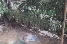 Φυτεία κάνναβης σε δύσβατο σημείο στα Χανιά