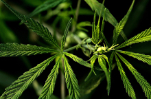 Φαρμακευτική Κάνναβη