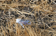 Συντριβή αεροσκάφους της Ethiopian Airlines έξω από την Αντίς Αμπέμπα