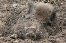 Αγριογούρουνο