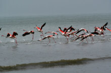 Φλαμίνγκο στον υγροβιότοπο της Νέας Κίου