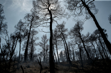 Πυρκαγιά στα Ψαχνά Ευβοίας