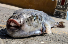 Λαγοκέφαλος