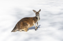australia-snow-kangaroo-815x500.jpg