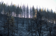 Καμένη δασική έκταση στα Γκραν Κανάρια