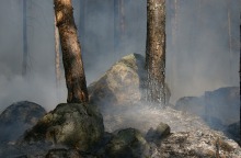 Δασική πυρκαγιά