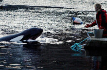 Φάλαινα Όρκα 