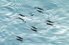 Ιός του Δυτικού Νείλου