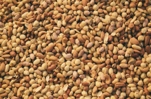 Ξηροί καρποί