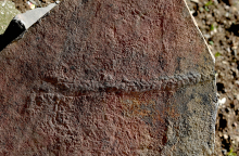 Απολίθωμα ζώου