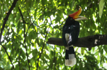 Τροπικό δάσος του Αμαζονίου