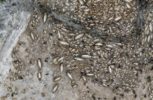 Οικολογική καταστροφή στη λίμνη Κορώνεια - Χιλιάδες νεκρά ψάρια