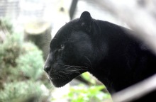panther1