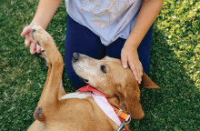 Save a Greek Stray, Παγκόσμια Ημέρα των Ζώων, Μαρίνα Φλοίσβου, Ελένη Φουρέιρα