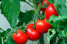 Ντομάτες