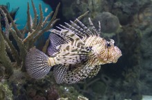lion-fish