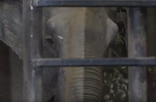 Γέρικος ελέφαντας αφέθηκε ελεύθερος στη φύση - Είχε περάσει δεκαετίες σε τσίρκο