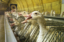 foie-gras.jpg