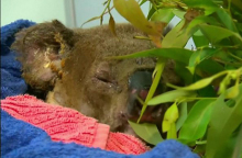 Κοάλα Λούις