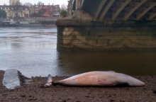 Νεκρή φάλαινα στον Τάμεση