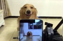 Το χαμόγελο του... σκύλου