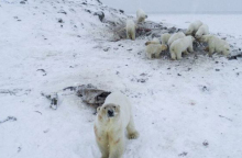 Πολικές αρκούδες 