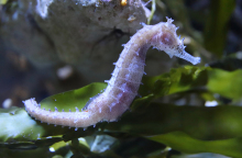 seahorse-4075564_1920