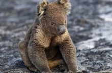 Κοάλα στην καμένη γη της Αυστραλίας