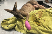 Εκατοντάδες τα καγκουρό με εγκαύματα στην Αυστραλία