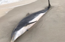 Ένα από τα δύο νεκρά δελφίνια στη Φλόριντα