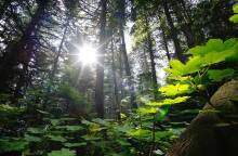 ECOVOICE ATHENS VOICE Free Thinking Zone vasiliki grammatikogianni