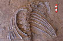 Νεάντερταλ