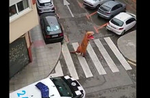 Ισπανία, κορωνοϊός