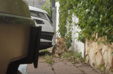 Τσακάλια στο Ισραήλ κατέβαλαν πάρκο που ερήμωσε λόγω καραντίνας