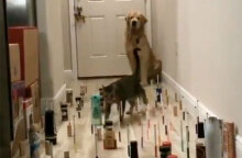 παιχνίδια καραντίνας