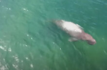 Κορωνοϊός: Η καραντίνα άδειασε τις παραλίες στην Ταϊλάνδη και σπάνια ντιγκόνγκ εμφανίστηκαν κοντά στις ακτές