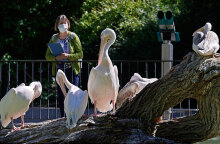 Γερμανία, Κορωνοϊός