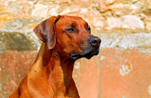 Ληστής πάτησε με αυτοκίνητο τον σκύλο του σπιτιού για να κλέψει ηλεκτρικά εργαλεία από την αυλή