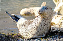 Μεσογειακή φώκια