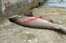 Σε παραλία της Κορίνθου εκβράστηκε καρχαρίας 2 μέτρων