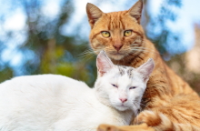 Γάτες φωτογράφος Γιώργος Βερναδάκης