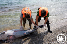 Οι δολοφονίες θαλάσσιων θηλαστικών στο Αιγαίο συνεχίζονται