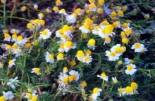 My Wet Calvin, μόλις κυκλοφόρησαν το «Χαμομήλι» στην Inner Ear Records