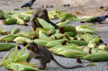 Ταϊλάνδη, μακάκοι