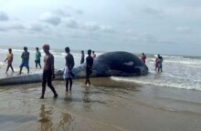 Νεκρή Φάλαινα