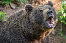 Συνάντηση με αρκούδα: Πώς μπορούμε να αποτρέψουμε ενδεχόμενη επίθεση