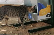 O δήμος Αθηναίων θα τοποθετήσει νέες ταΐστρες για αδέσποτα ζώα 