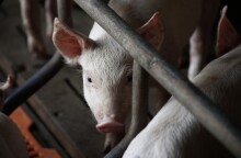 Κορωνοϊός: Μελέτη για τη μετάδοσή του σε κοτόπουλα και χοίρους